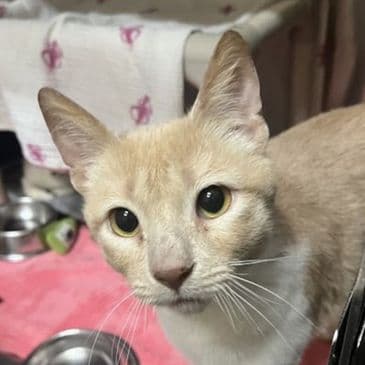 Woody Thomas - Domestic Short Hair cat available for adoption at Bandaged Paws Animal Rescue Association in Calgary