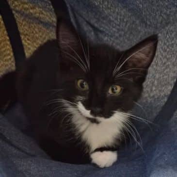 Yutani - Domestic Short Hair available for adoption