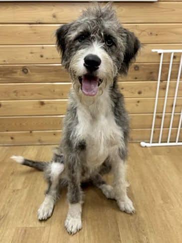 Spinach - Poodle Cross Weight: 30.1 kg/66.2 lbs available for adoption