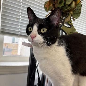 Bright Eyes - Domestic Short Hair cat available for adoption in Calgary