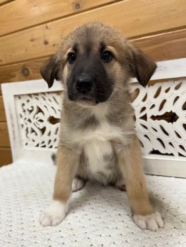 Burger - Husky Cross available for adoption at Bandaged Paws Animal Rescue Association in Calgary