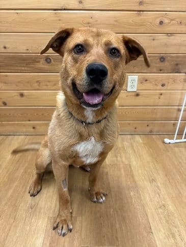 Echo - Northern Mixed Breed available for adoption at Bandaged Paws Animal Rescue Association in Calgary