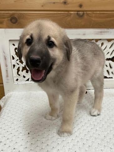 Franks Red Hot™ - Husky Cross available for adoption at Bandaged Paws Animal Rescue Association in Calgary