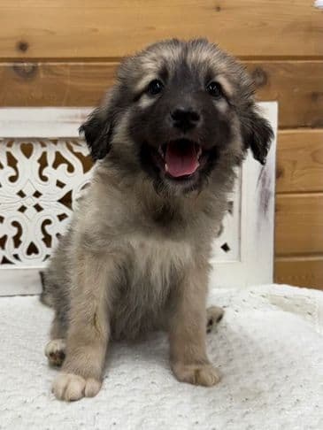 Ketchup - Husky Cross available for adoption at Bandaged Paws Animal Rescue Association in Calgary