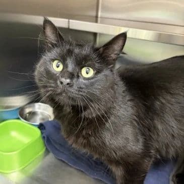 Knish - Domestic Medium Hair cat available for adoption at Bandaged Paws Animal Rescue Association in Calgary