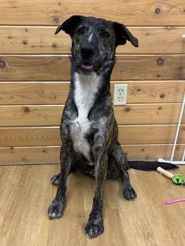 Master Chief - Northern Mixed Breed Weight: 25.6 kg/56.3 lbs available for adoption in Alberta