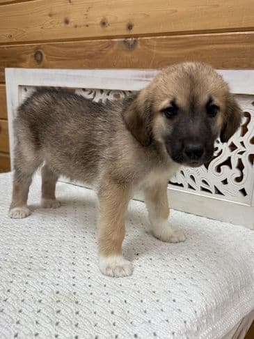 Mustard - Husky Cross available for adoption at Bandaged Paws Animal Rescue Association in Calgary