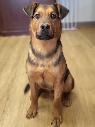 Nugget - Northern Mixed Breed available for adoption at Bandaged Paws Animal Rescue Association in Calgary