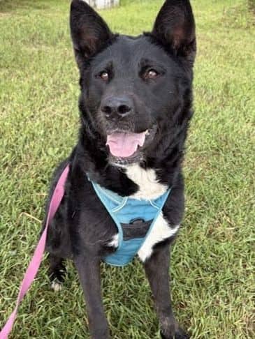 Quinn - Husky Cross Weight: 31.4 kg/69.1 lbs available for adoption in Alberta