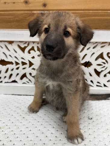 Relish - Husky Cross available for adoption at Bandaged Paws Animal Rescue Association in Calgary