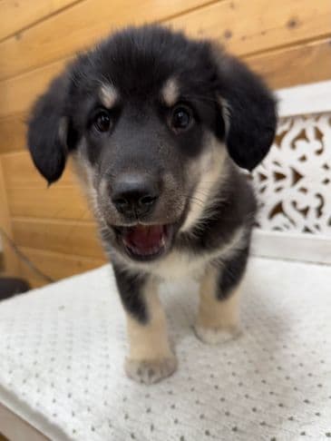 Sauerkraut - Husky Cross available for adoption at Bandaged Paws Animal Rescue Association in Calgary