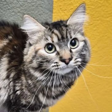 Vegemite - Domestic Medium Hair cat available for adoption in Calgary