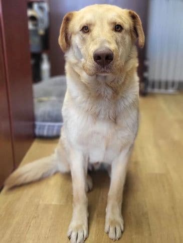 Whisper - Great Pyrenees Cross available for adoption at Bandaged Paws Animal Rescue Association in Calgary