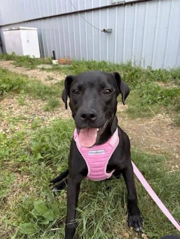 Pepper - Bully Breed Mix Weight: 16.6 kg/36.5 lbs available for adoption