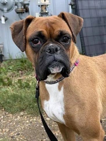 Foxy Cleopatra - Boxer Cross Weight: 20.5 kg/45.1 lbs available for adoption in Alberta