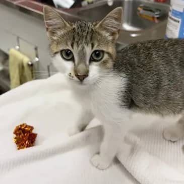 Lunch Box - Domestic Short Hair available for adoption