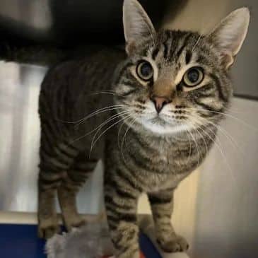 Mordecai - Domestic Short Hair cat available for adoption at Bandaged Paws Animal Rescue Association in Calgary