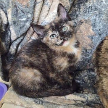 Princess Donut - Domestic Short Hair available for adoption
