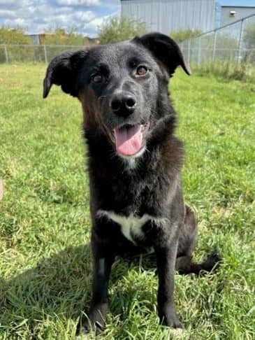 Buttercup - Collie Cross Weight: 18.6 kg/40.9 lbs available for adoption in Alberta