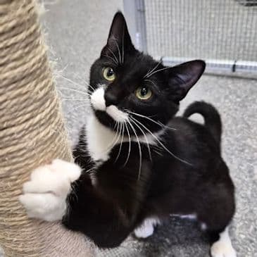 Charmmy Kitty - Domestic Short Hair cat available for adoption in Calgary