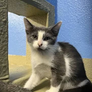 Cheese Curd - Domestic Short Hair available for adoption
