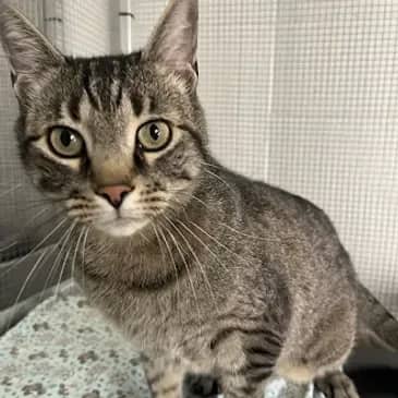 Chowder - Domestic Short Hair cat available for adoption in Alberta