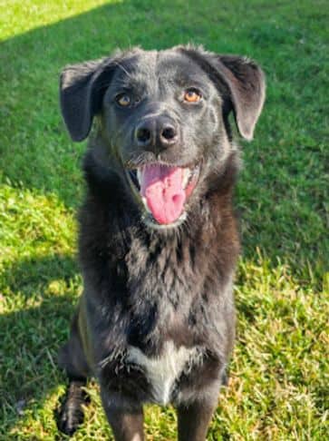 Elora - Lab Cross Weight: 22.2 kg/48.9 lbs available for adoption in Alberta