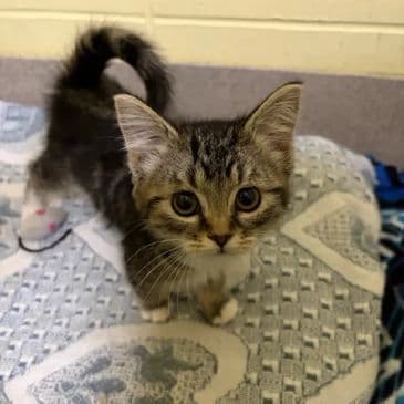 Tangfastics - Domestic Short Hair cat available for adoption at Bandaged Paws Animal Rescue Association in Calgary