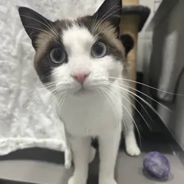 Gunam - Domestic Short Hair cat available for adoption in Alberta