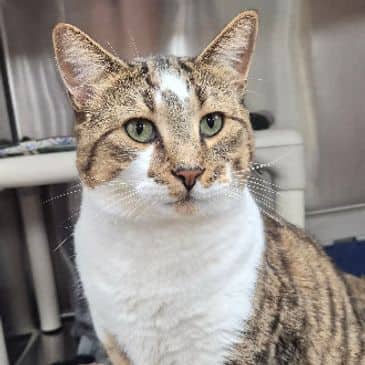 Hamlet - Domestic Short Hair cat available for adoption at Bandaged Paws Animal Rescue Association in Grande Prairie