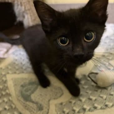 Happy Cola - Domestic Short Hair cat available for adoption at Bandaged Paws Animal Rescue Association in Calgary