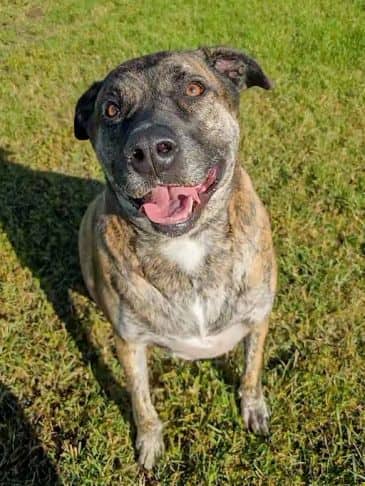 Jack - Labrador Retriever Cross Weight: 62.2 kg/136.8 lbs available for adoption in Alberta