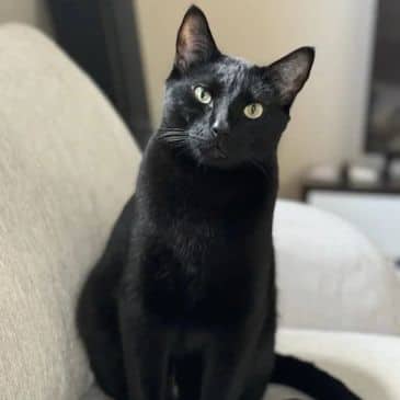 Jett - Domestic Short Hair cat available for adoption at Bandaged Paws Animal Rescue Association in Grande Prairie