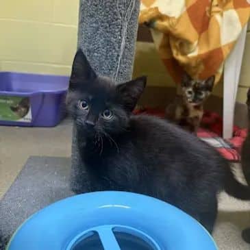 Katia Grimm - Domestic Short Hair available for adoption