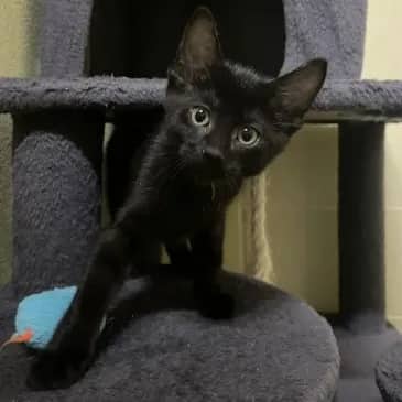Linux - Domestic Short Hair available for adoption