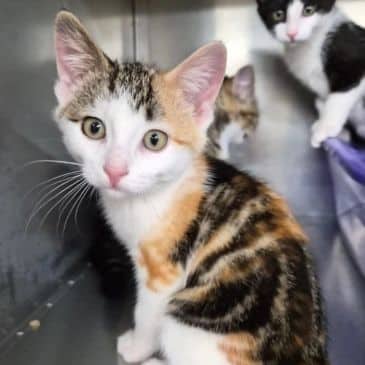 Miami - Domestic Short Hair cat available for adoption at Bandaged Paws Animal Rescue Association in Grande Prairie
