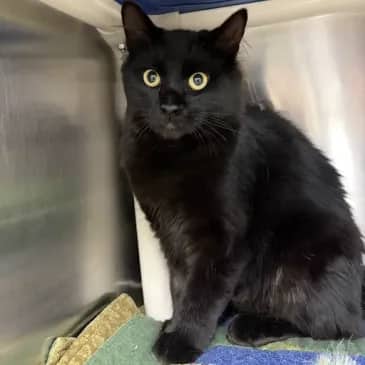 Miffy - Domestic Medium Hair cat available for adoption in Alberta
