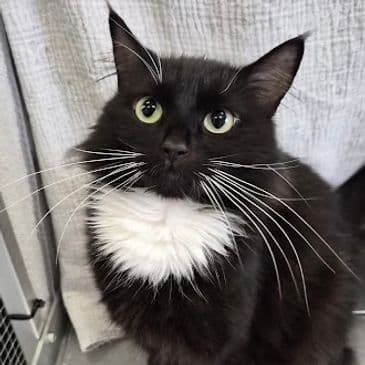 Mirai - Domestic Medium Hair cat available for adoption in Calgary