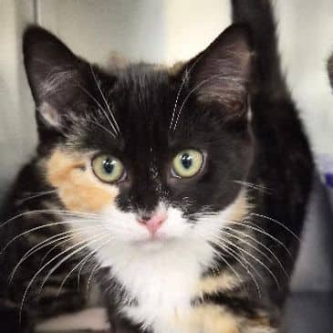Morgan - Domestic Short Hair cat available for adoption at Bandaged Paws Animal Rescue Association in Grande Prairie