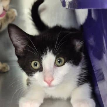 Moser - Domestic Short Hair available for adoption