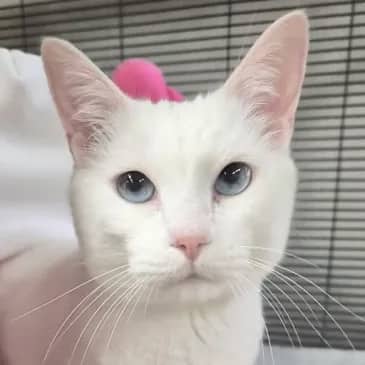 Nelly - Domestic Short Hair cat available for adoption at Bandaged Paws Animal Rescue Association in Grande Prairie