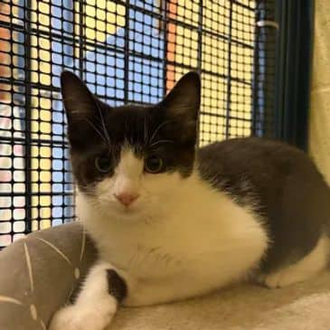 Oliver - Domestic Short Hair available for adoption