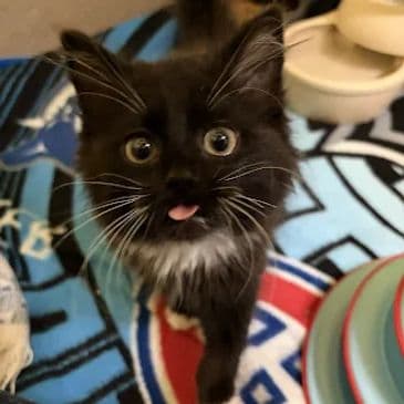 Phantasia - Domestic Short Hair cat available for adoption at Bandaged Paws Animal Rescue Association in Calgary