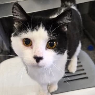 Smiski - Domestic Short Hair cat available for adoption in Calgary