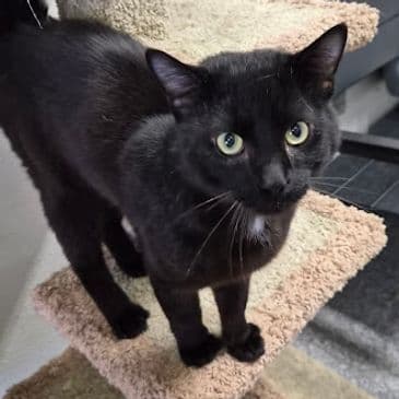Sonny - Domestic Short Hair cat available for adoption in Calgary