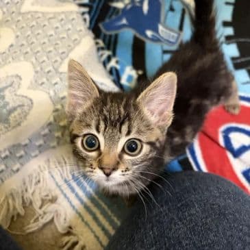 Starmix - Domestic Short Hair cat available for adoption at Bandaged Paws Animal Rescue Association in Calgary