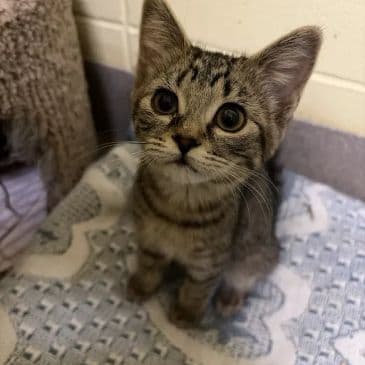Tropifrutti - Domestic Short Hair cat available for adoption at Bandaged Paws Animal Rescue Association in Calgary