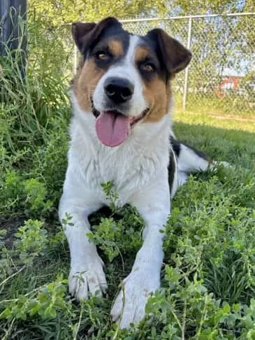 Wendy - Northern Mixed Breed available for adoption in Alberta