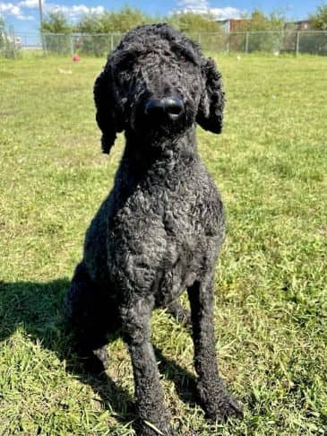 Donatello - Poodle Cross Weight: 20.3 kg/44.7 lbs available for adoption in Alberta