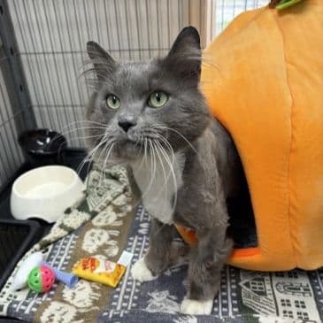Mr. Roboto - Domestic Long Hair cat available for adoption at Bandaged Paws Animal Rescue Association in Calgary